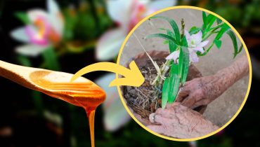 application. baume DIY beauté citron entretien feuilles flétrissement humidité ingrédients jaunissement miel orchidée problèmes remède naturel sucre 