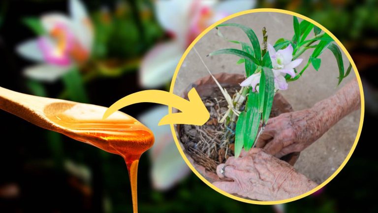Une-orchidee-magnifique-et-luxuriante-avec-ce-conditionneur-DIY-na
