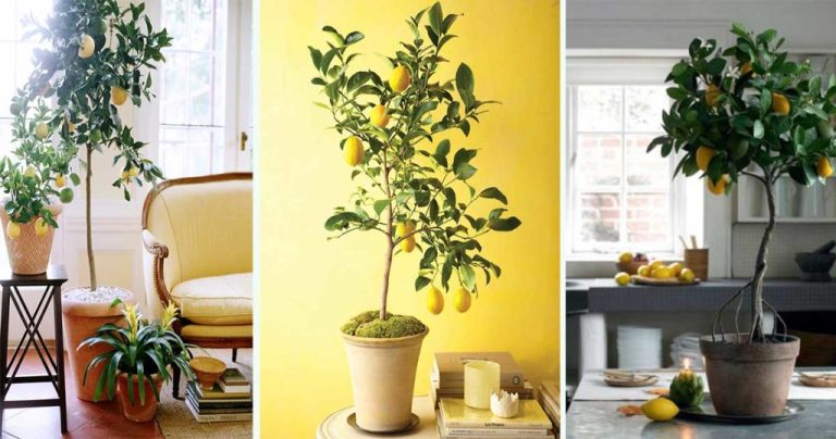 citronnier-en-pot-1024×538