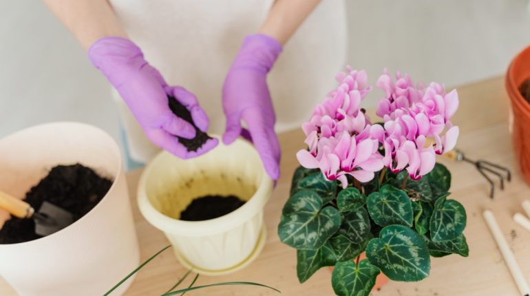appartement automne conseils cultiver cyclamen fleurs plantes soins 