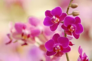 Des Roses et des Orchidées Vigoureuses en Toutes Saisons : La Solution Naturelle