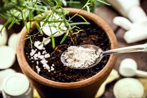 Revigorez vos plantes avec des ingrédients de cuisine