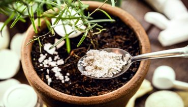 astuces de jardinage. cannelle entretien des plantes fongicide naturel ingrédients de cuisine pelure d'oignon revigorer les plantes sucre thé vert 