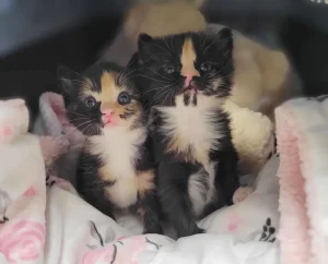 D’une boîte au bonheur : Une histoire de chaton sauvé