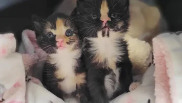 D’une boîte au bonheur : Une histoire de chaton sauvé