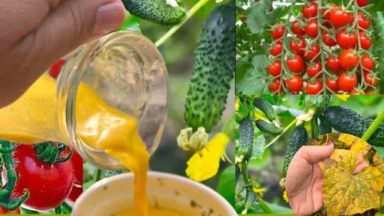 ingrediente-biologico-1024×576