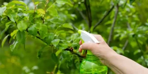 Sauvegardez vos plantes avec un Pesticide Naturel Fait Maison