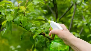 acariens aleurodes bicarbonate de sodium cochenilles huile de neem jardinage pesticide naturel plantes pucerons savon liquide thrips vers 