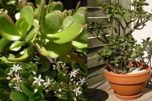 Secrets de Jardinage : L’Art de Faire Épanouir l’Arbre de Jade