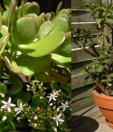 Secrets de Jardinage : L&rsquo;Art de Faire Épanouir l&rsquo;Arbre de Jade