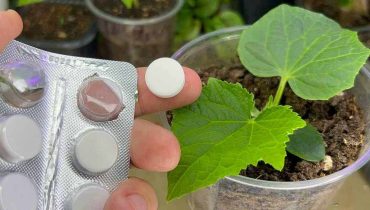 Secrets de Jardinage : Maximisez la Santé de Vos Plantes avec des Comprimés