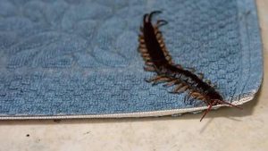 Le Scutigera : L’Insecte Allié Utile de Votre Maison