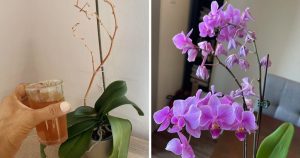 L’astuce la plus efficace pour sauver une orchidée mourante et la faire refleurir