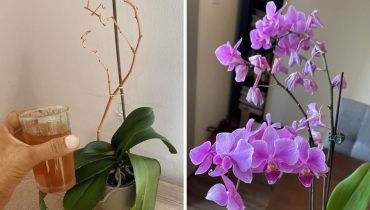 L’astuce la plus efficace pour sauver une orchidée mourante et la faire refleurir