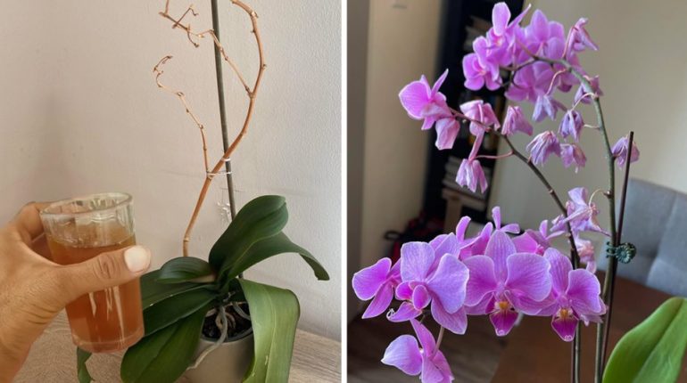conseils entretien fleurs orchidée réanimation santé soins 