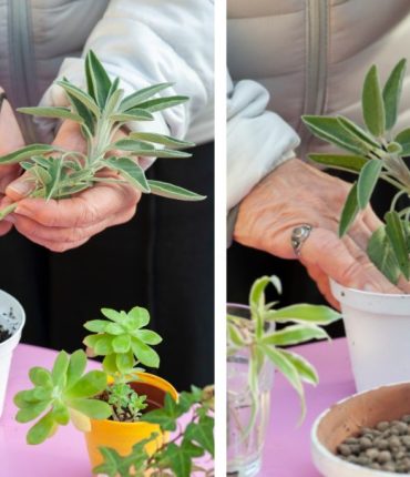 Sauge en Pot : Reproduction et Conseils Pratiques