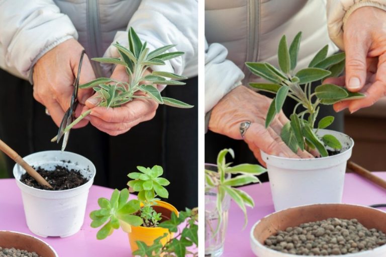 salvia-in-vaso-come-si-salvia-in-vaso-1024×683