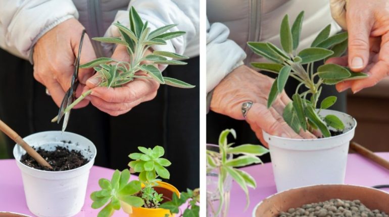 conseils cultiver jardinage plantes aromatiques récolte reproduction sauge 