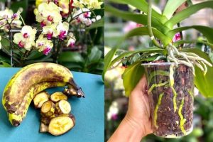 Orchidées en pleine floraison : Astuces et conseils essentiels
