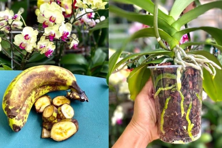 se-non-conosci-questo-metodo-orchidea-fertilizzante-alla-banana-1024×683
