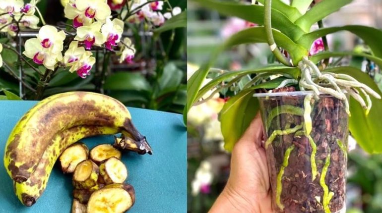 astuces engrais entretien floraison Nutrition orchidée en pot orchidées plantes santé des plantes soins 
