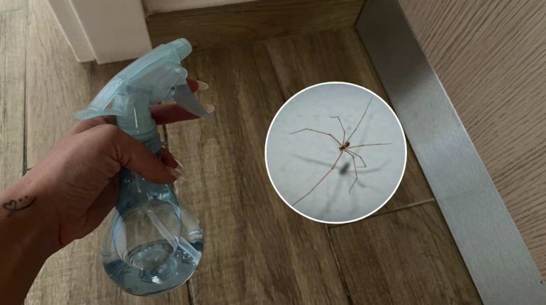 araignées conseils Éloigner Insectes maison méthodes nettoyage Prévenir répulsif naturel Toiles d'araignée 