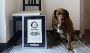 Bobi, le chien le plus vieux de l’histoire, est mort à 31 ans – reposez en paix