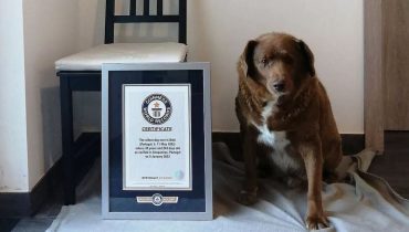 Bobi, le chien le plus vieux de l’histoire, est mort à 31 ans – reposez en paix
