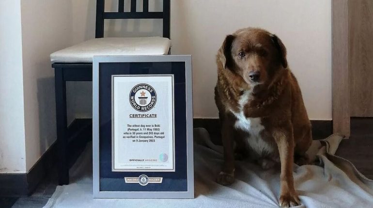 amour Bobi chien le plus âgé chiens deuil extraordinaire histoire remarquable Leonel Costa Livre Guinness des records longévité Rafeiro do Alentejo soins vétérinaires 