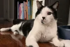 Un garçon surpris en train de rendre une visite adorable au chat « incompris » de sa voisine