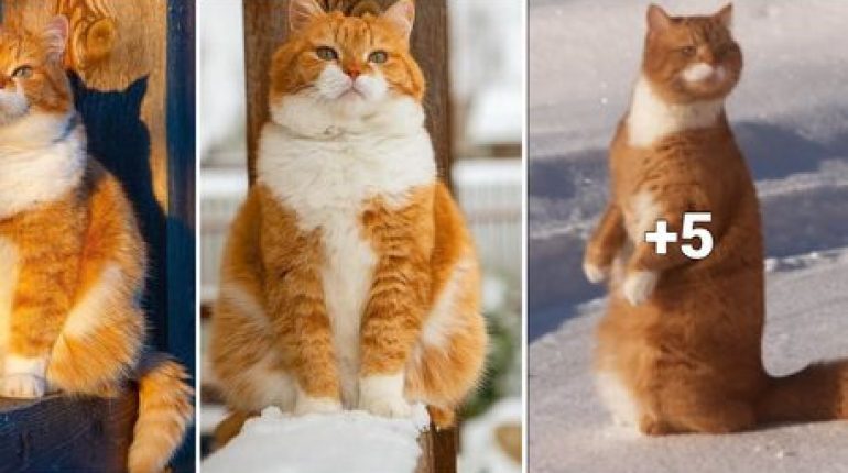 adoption animaux de compagnie aventures en plein air chaleureux chat chiens détente espiègle famille Ginger hiver maison mignon. neige oiseaux Russie soleil 