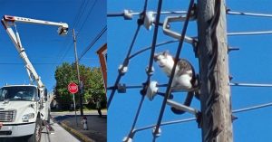 Une compagnie d’électricité coupe le courant pour sauver un chat coincé au sommet d’un poteau téléphonique