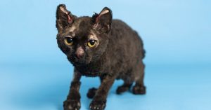 Un chat guérit remarquablement de graves brûlures par le feu et est maintenant disponible pour l’adoption