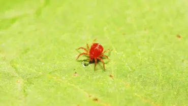 L’invasion des araignées rouges, le nouveau fléau de nos jardins