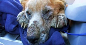 Un chien sans-abri malade a fermé les yeux, sachant qu’il était enfin en sécurité pour la première fois