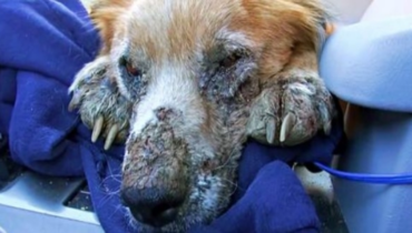 Un chien sans-abri malade a fermé les yeux, sachant qu’il était enfin en sécurité pour la première fois