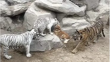 Un labrador remplace la mère des tigres : l’histoire d’une amitié qui défie les lois de la nature