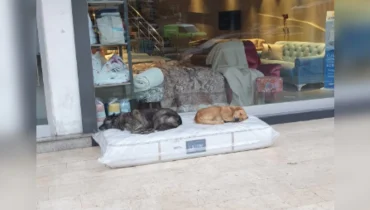 Un magasin de meubles offre un endroit douillet pour les chiens errants du quartier