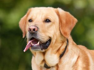 L’Aveyron autorise l’abattage des chiens errants : la décision qui fait bondir les défenseurs des animaux