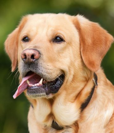L&rsquo;Aveyron autorise l&rsquo;abattage des chiens errants : la décision qui fait bondir les défenseurs des animaux