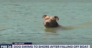 Un chien survit après une chute d’un bateau et des jours de nage