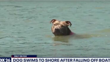 Un chien survit après une chute d’un bateau et des jours de nage