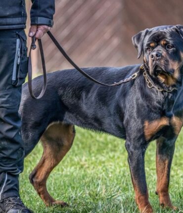 Évitez les risques et les sanctions : respectez cette réglementation sur les chiens souvent ignorée.