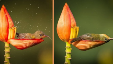 Une merveille aviaire : l’oisillon se prélasse dans une corolle fleurie.