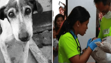 Miracle canin : un chien des rues découvre un bébé abandonné sur un dépotoir