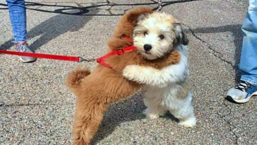 Joie canine : une accolade à chaque retrouvaille pour ces chiots inséparables