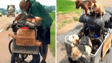 Rencontre touchante entre une bénévole et un sans-abri protecteur des chiens errants