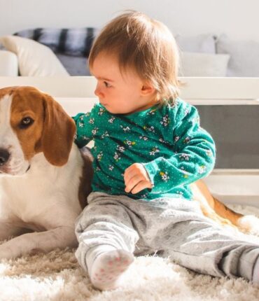 Chien gardien protecteur : L&rsquo;incroyable vigilance d&rsquo;un canidé envers un nouveau-né