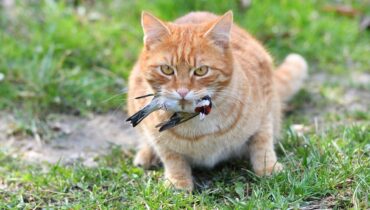Colliers anti-chasse pour chats : une mesure controversée pour protéger les oiseaux.