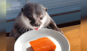 Une vidéo craquante de loutre délestée savourant une friandise au saumon